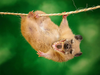 Illustration for article titled Common Animals Morphed Into Terrifying New Species